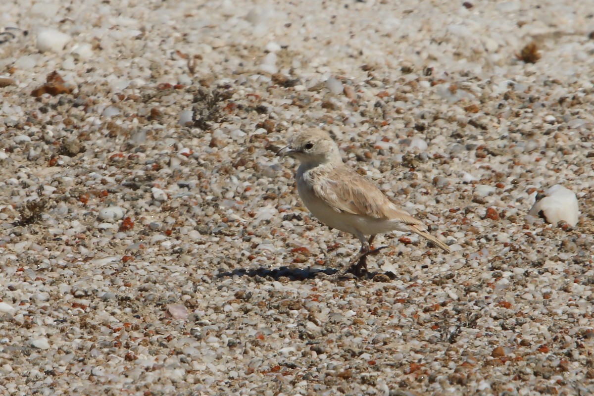 Gray's Lark - ML646833891