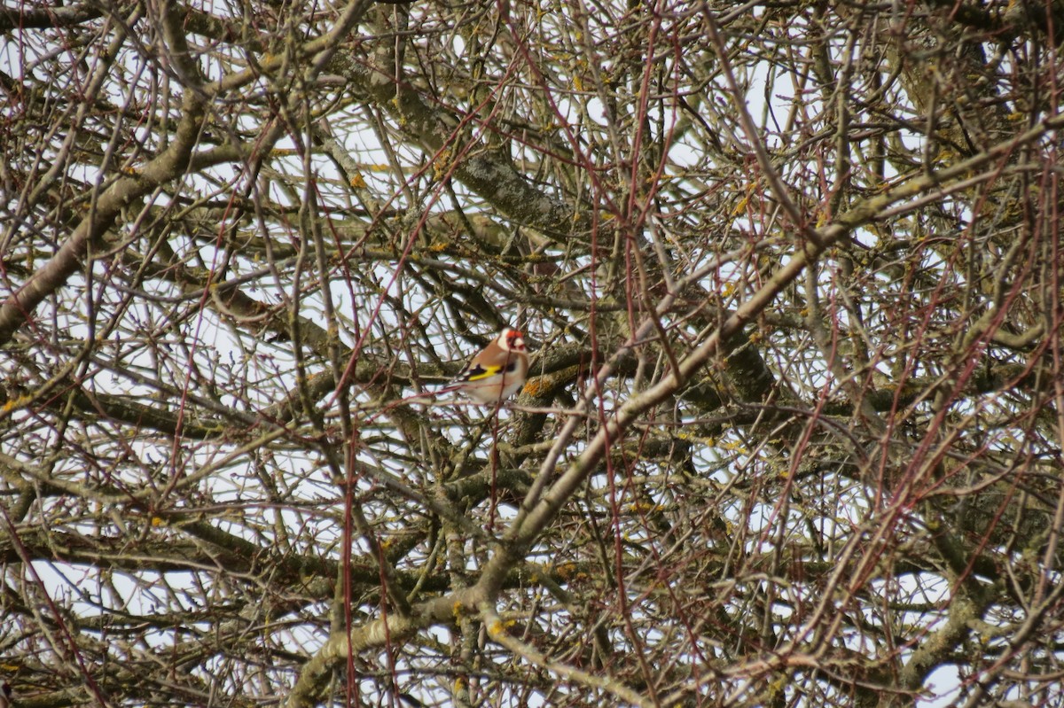 Cardellino - ML646833892