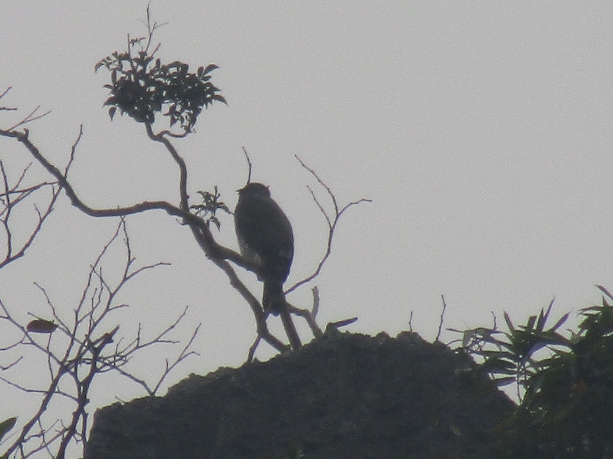 Crested Goshawk - ML646833893