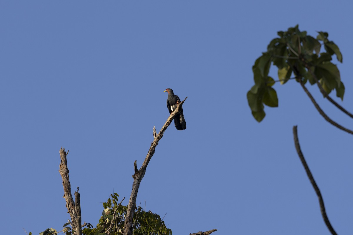 Rotkehlkarakara - ML646833894