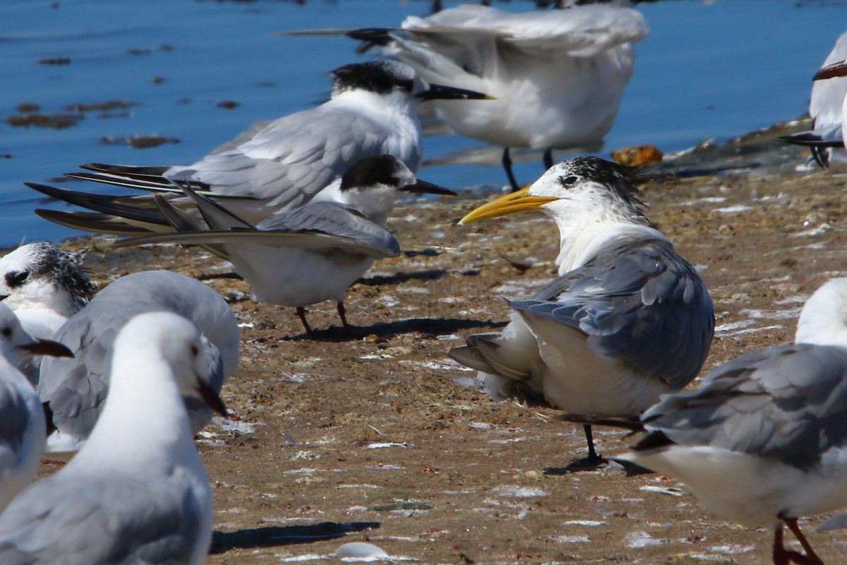 Great Crested Tern - ML646833896