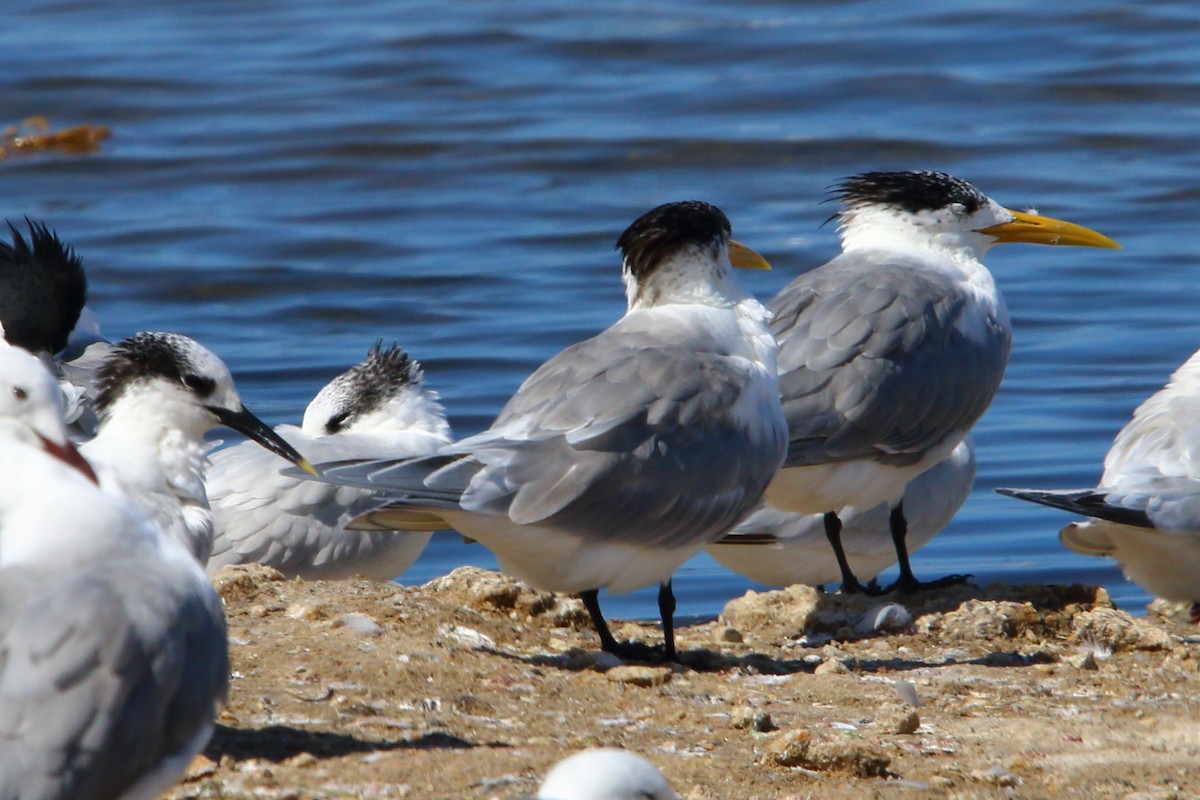 Great Crested Tern - ML646833897