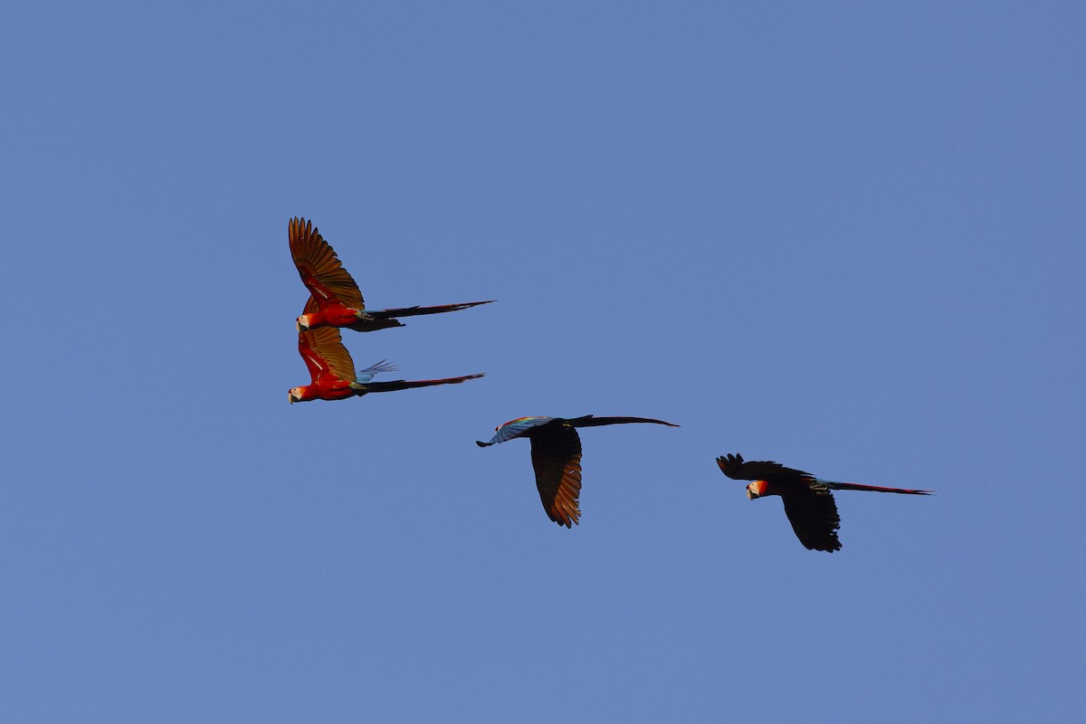 Scharlachara - ML646833898