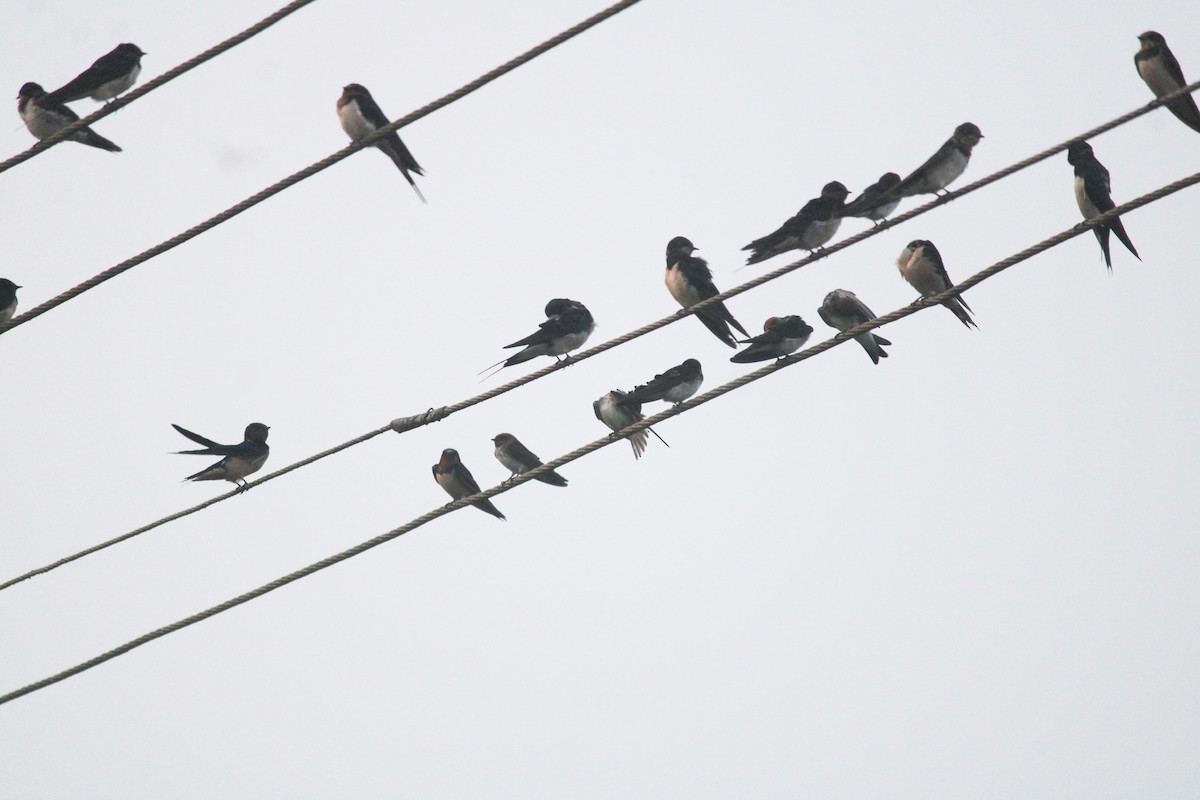 låvesvale - ML646833900