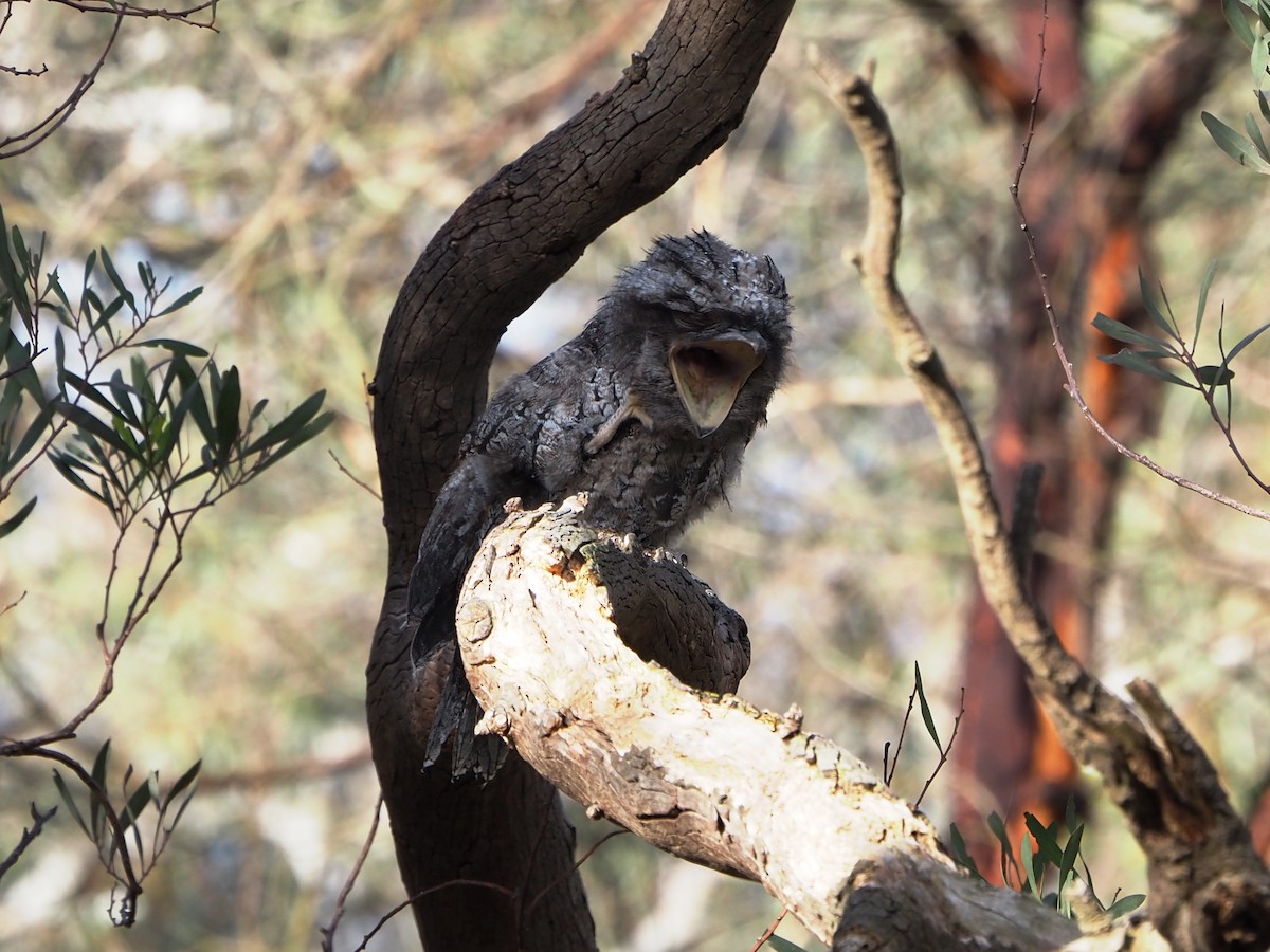 Tawny Frogmouth - ML646833901
