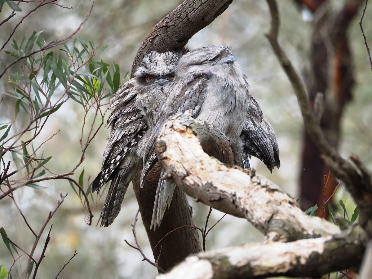Tawny Frogmouth - ML646833902