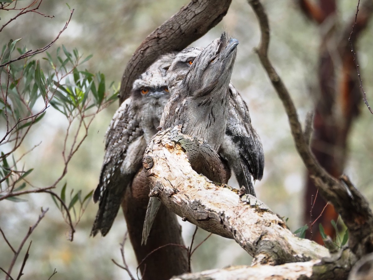 Tawny Frogmouth - ML646833903
