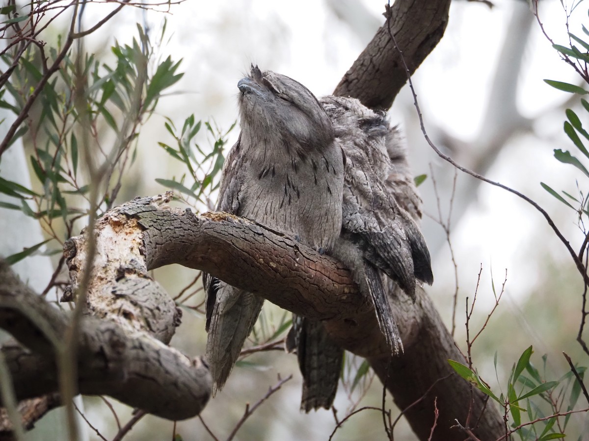 Tawny Frogmouth - ML646833904