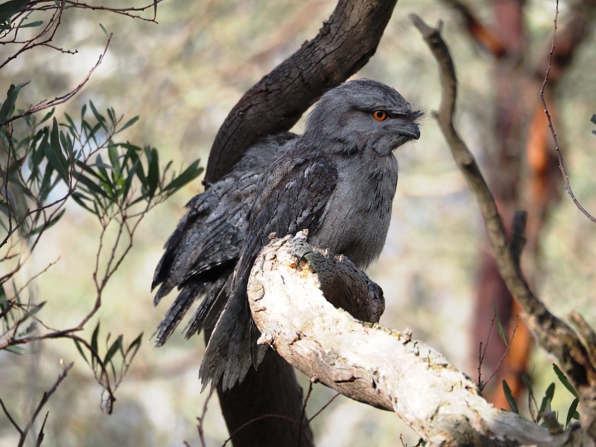Tawny Frogmouth - ML646833905