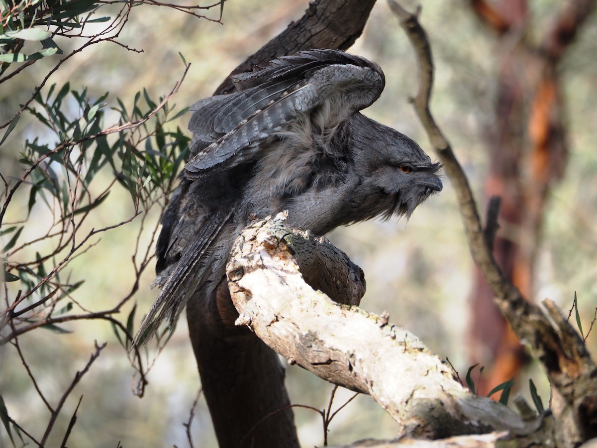 Tawny Frogmouth - ML646833906