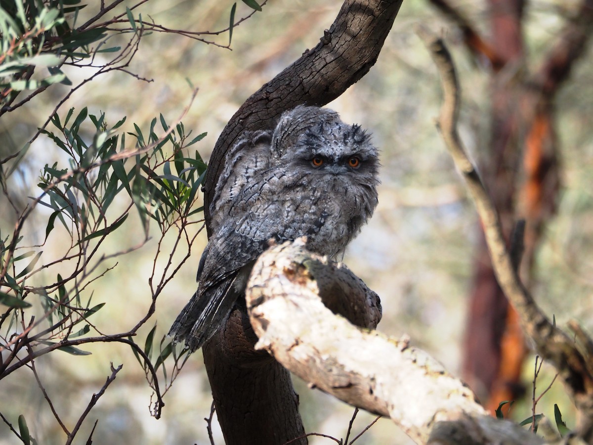 Tawny Frogmouth - ML646833907