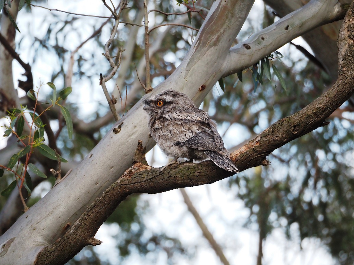 Tawny Frogmouth - ML646833908