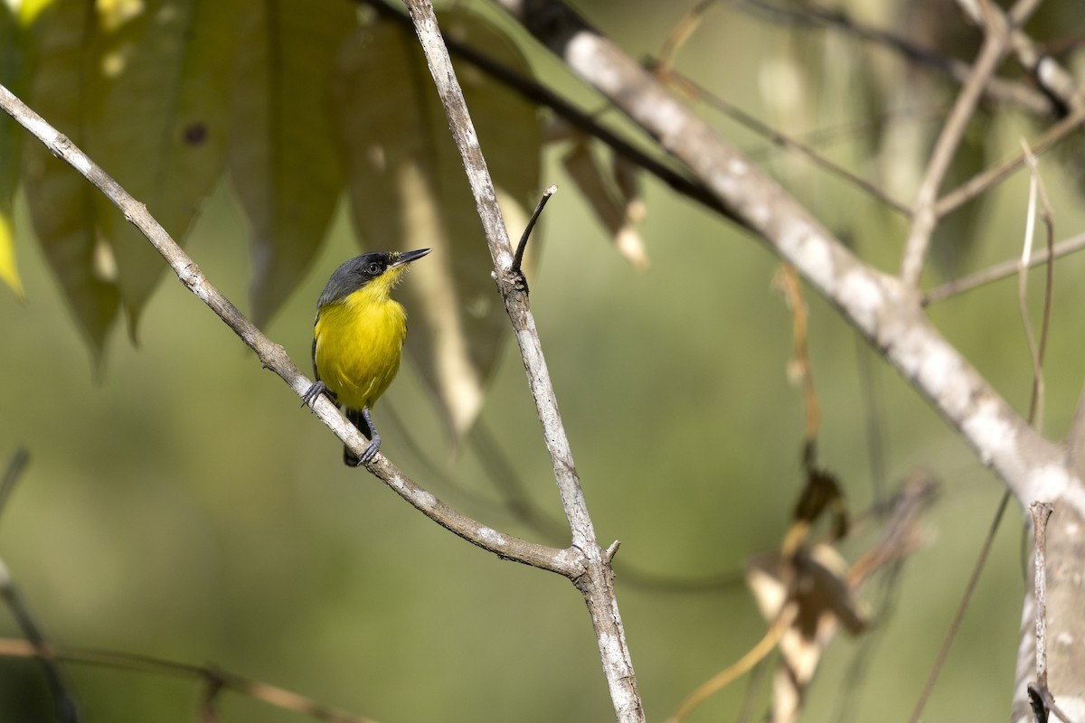 Graugelb-Todityrann - ML646833909