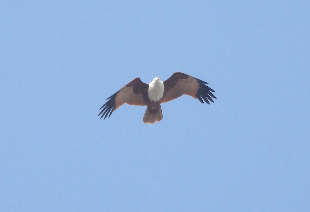Brahminy Kite - ML646833913