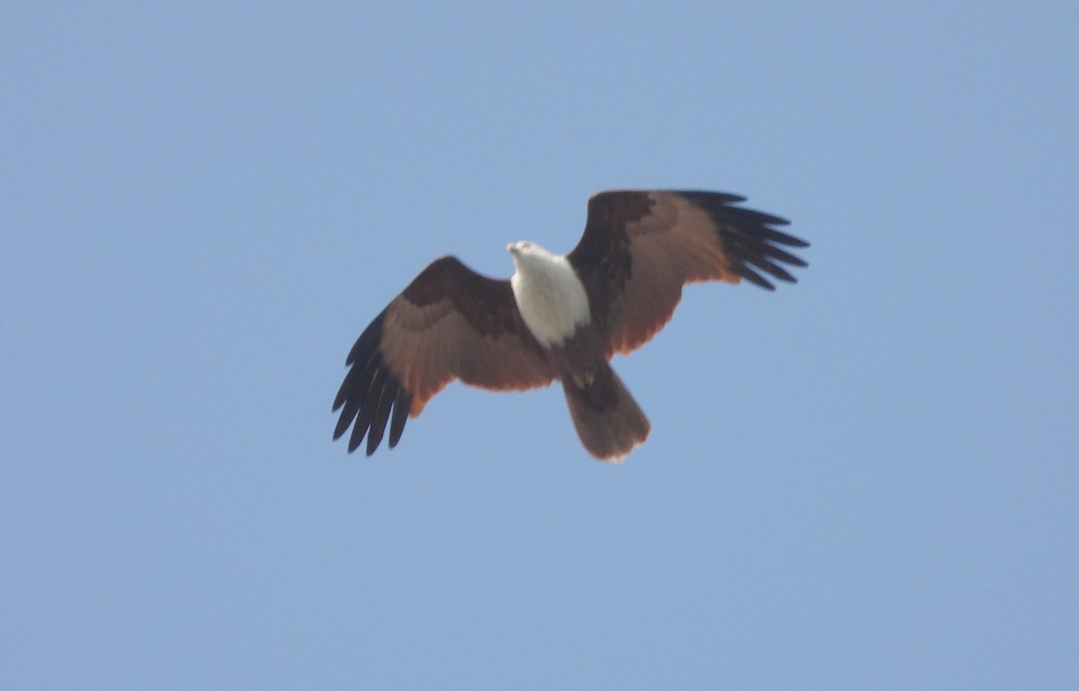 Brahminy Kite - ML646833915