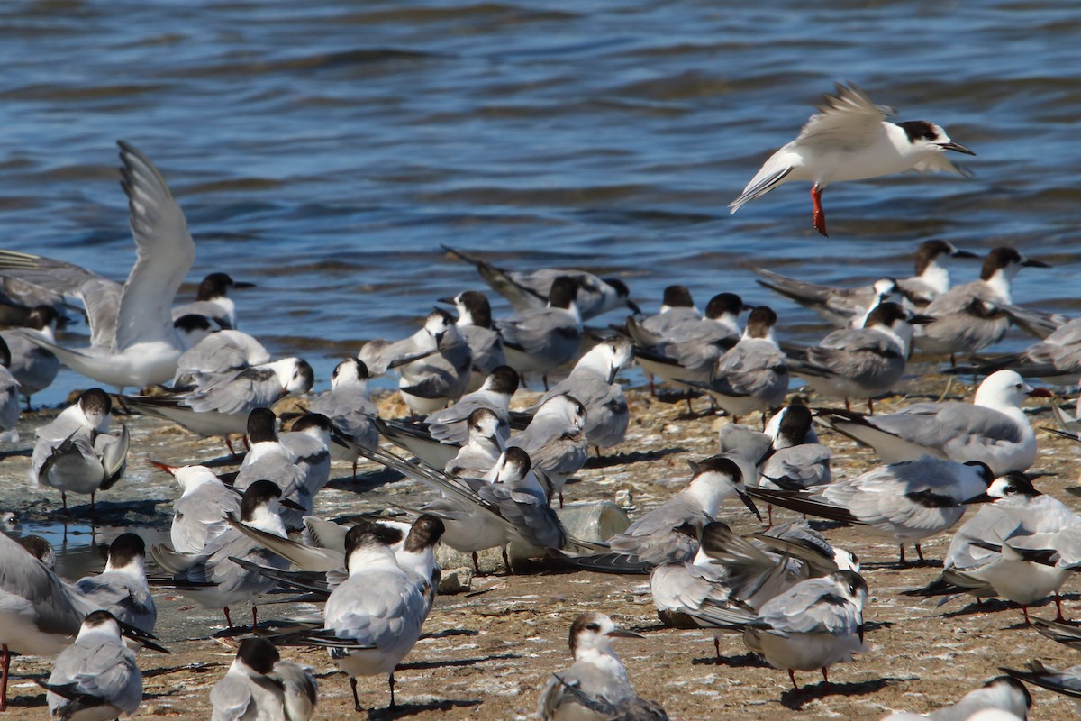 Common Tern - ML646833916