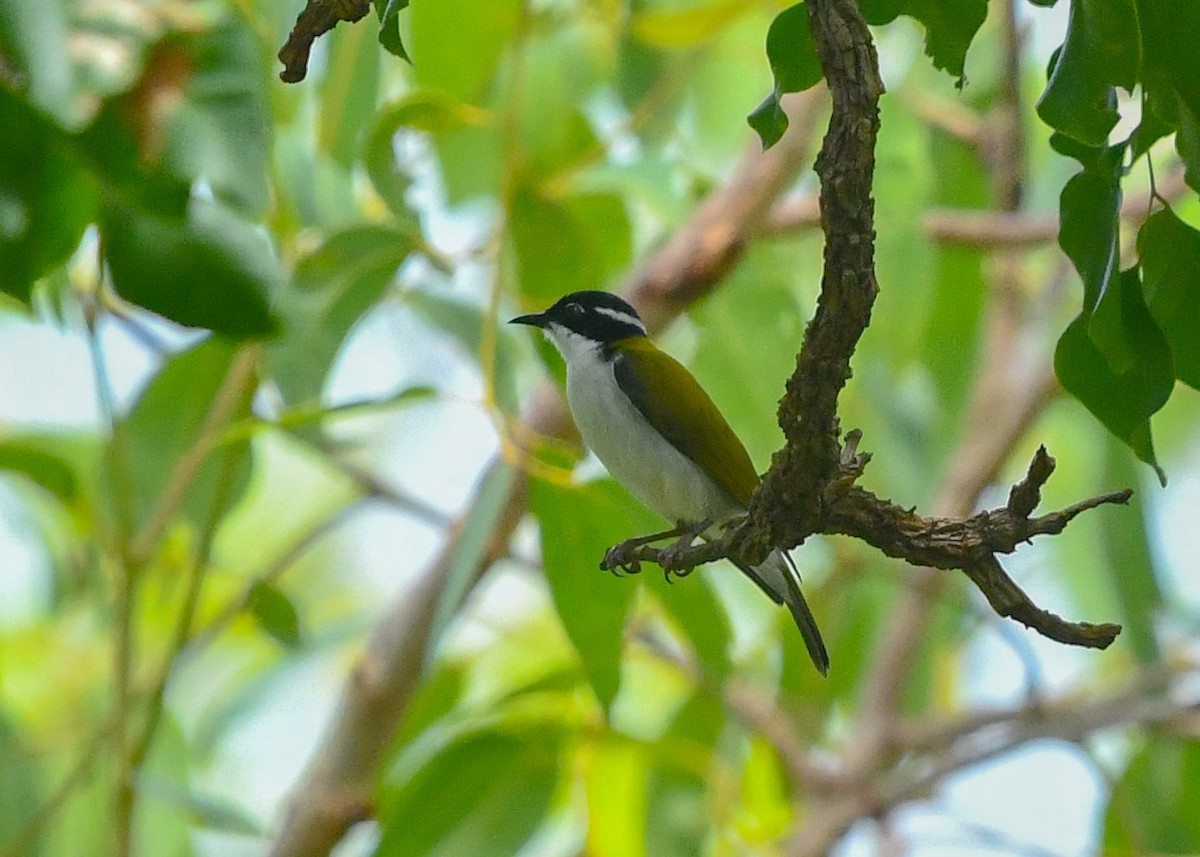 White-throated Honeyeater - ML646833918