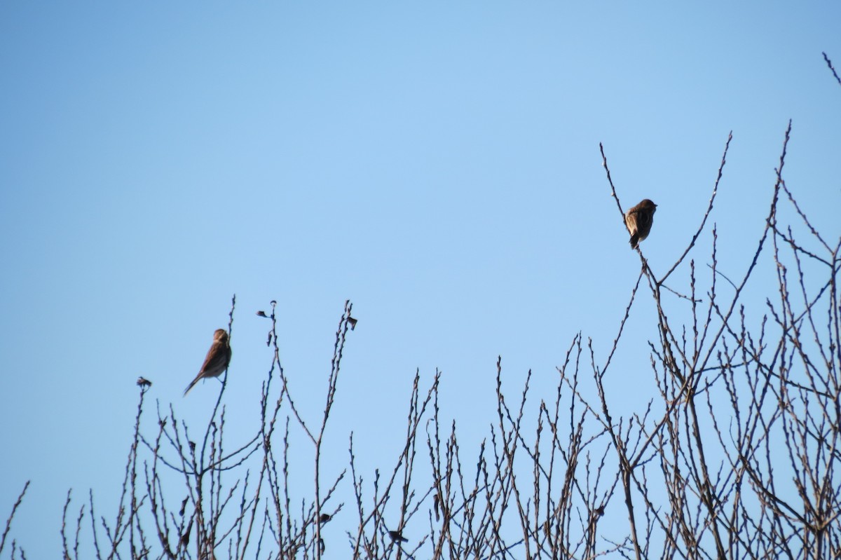 Цагаан хүзүүт хөмрөг - ML646833924