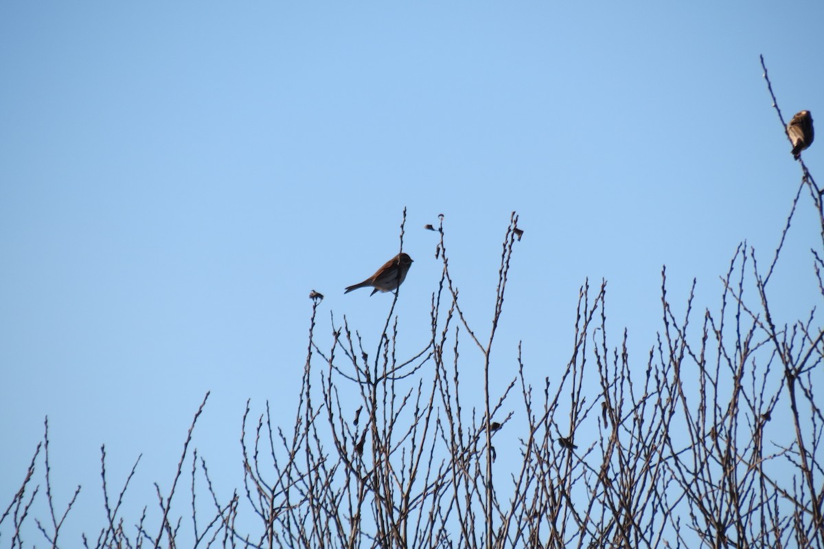 Цагаан хүзүүт хөмрөг - ML646833926