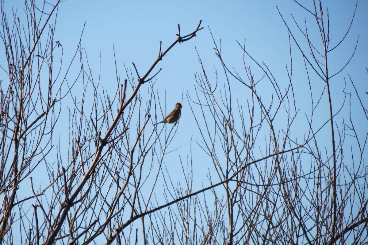 Цагаан хүзүүт хөмрөг - ML646833927