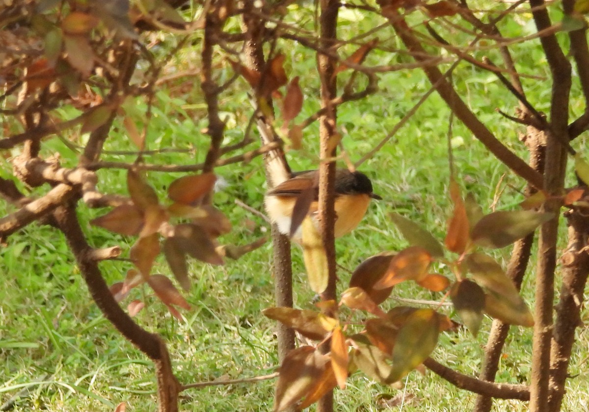 Ashy Prinia - ML646833930