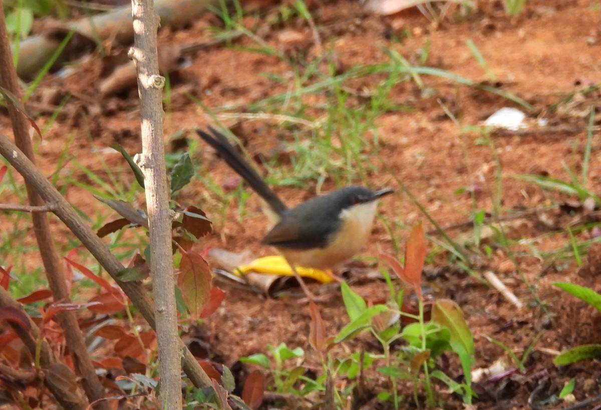 Ashy Prinia - ML646833931