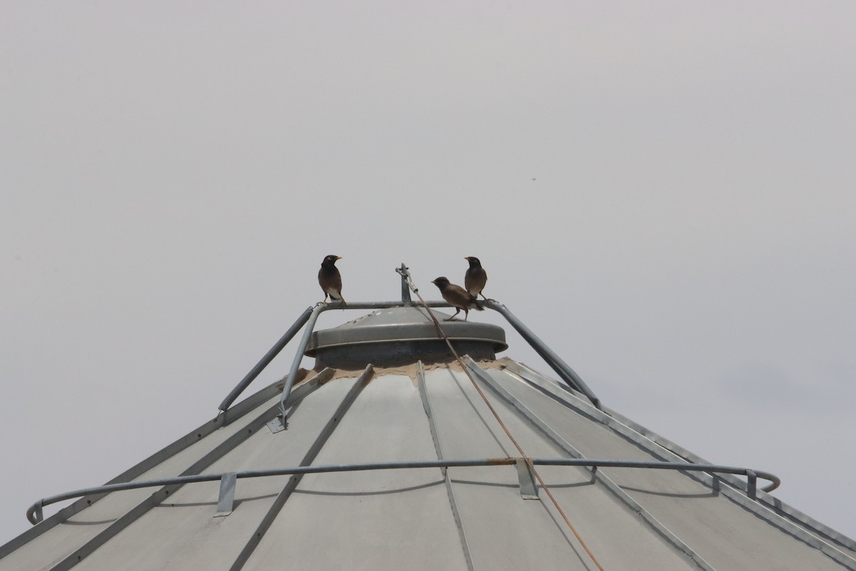 Майна - ML646833934