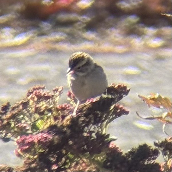 Clay-colored Sparrow - ML646833936