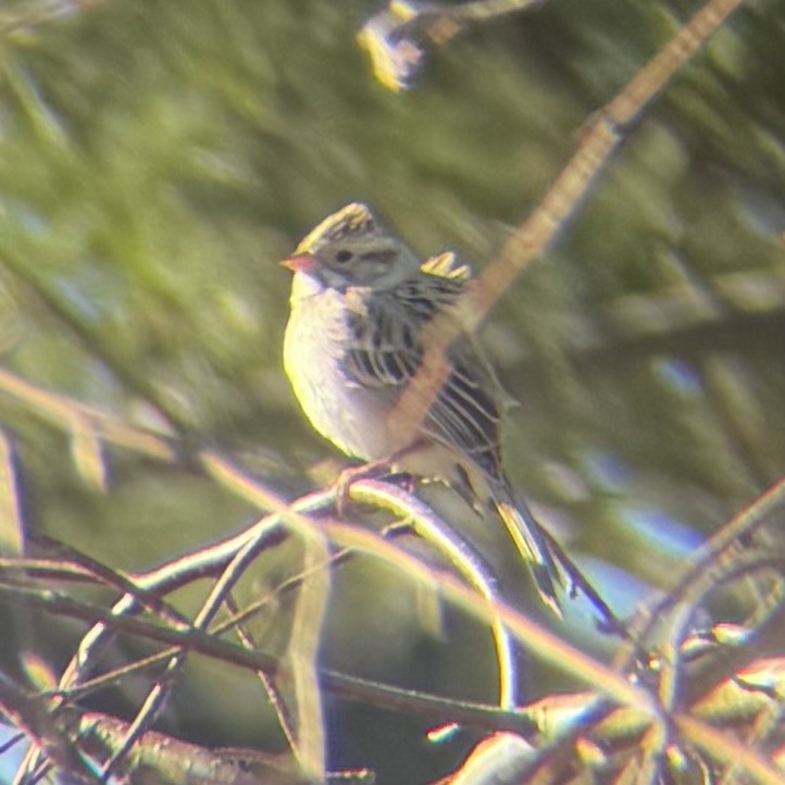 Clay-colored Sparrow - ML646833937