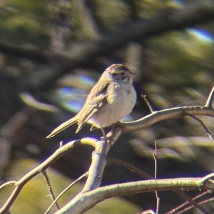 Clay-colored Sparrow - ML646833938