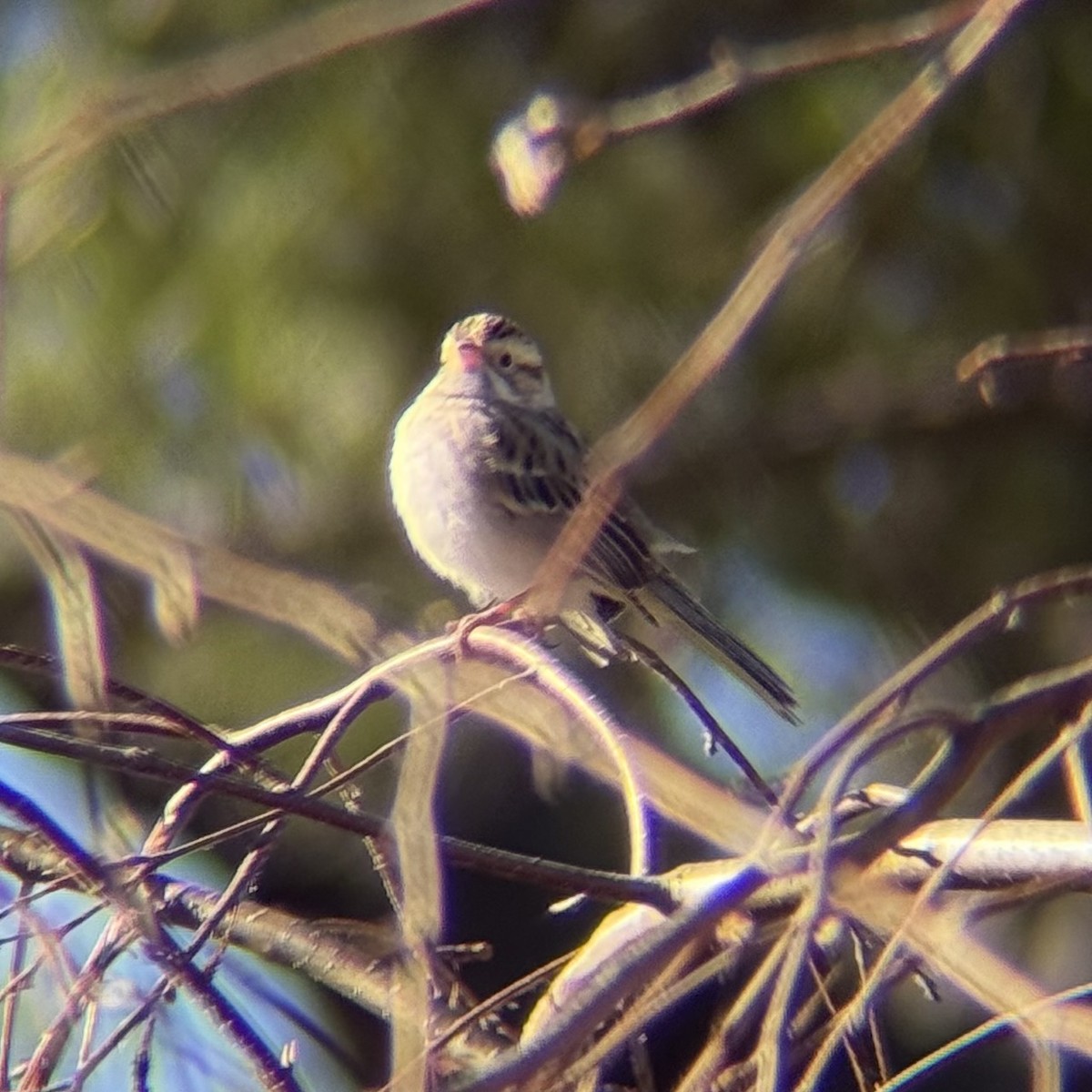 Clay-colored Sparrow - ML646833939
