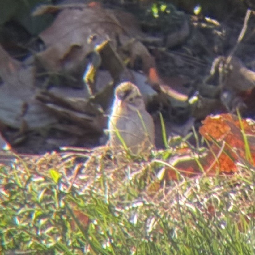 Clay-colored Sparrow - ML646833940