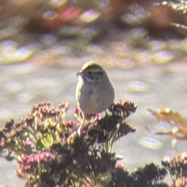 Clay-colored Sparrow - ML646833941
