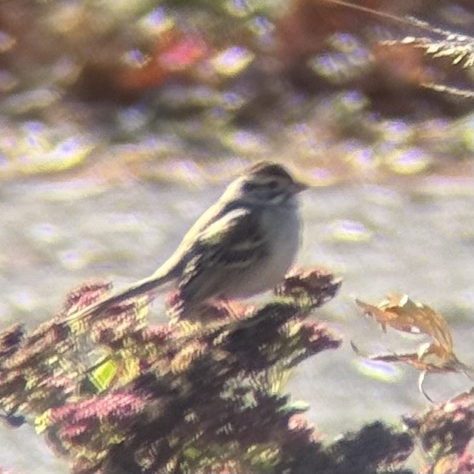 Clay-colored Sparrow - ML646833942