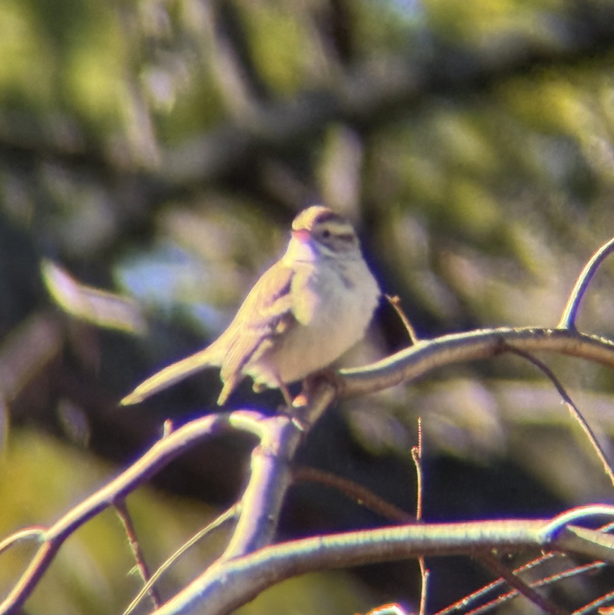 Clay-colored Sparrow - ML646833943