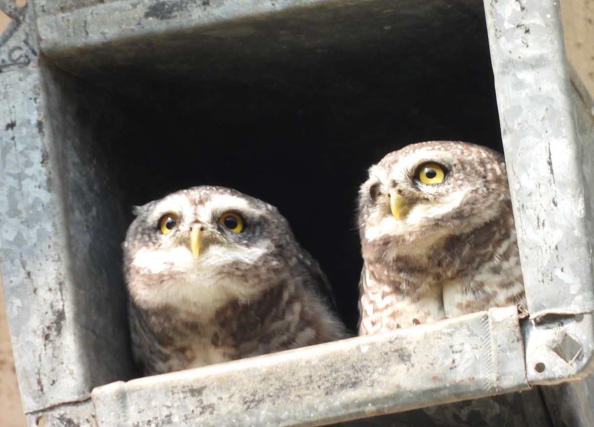 Spotted Owlet - ML646833945
