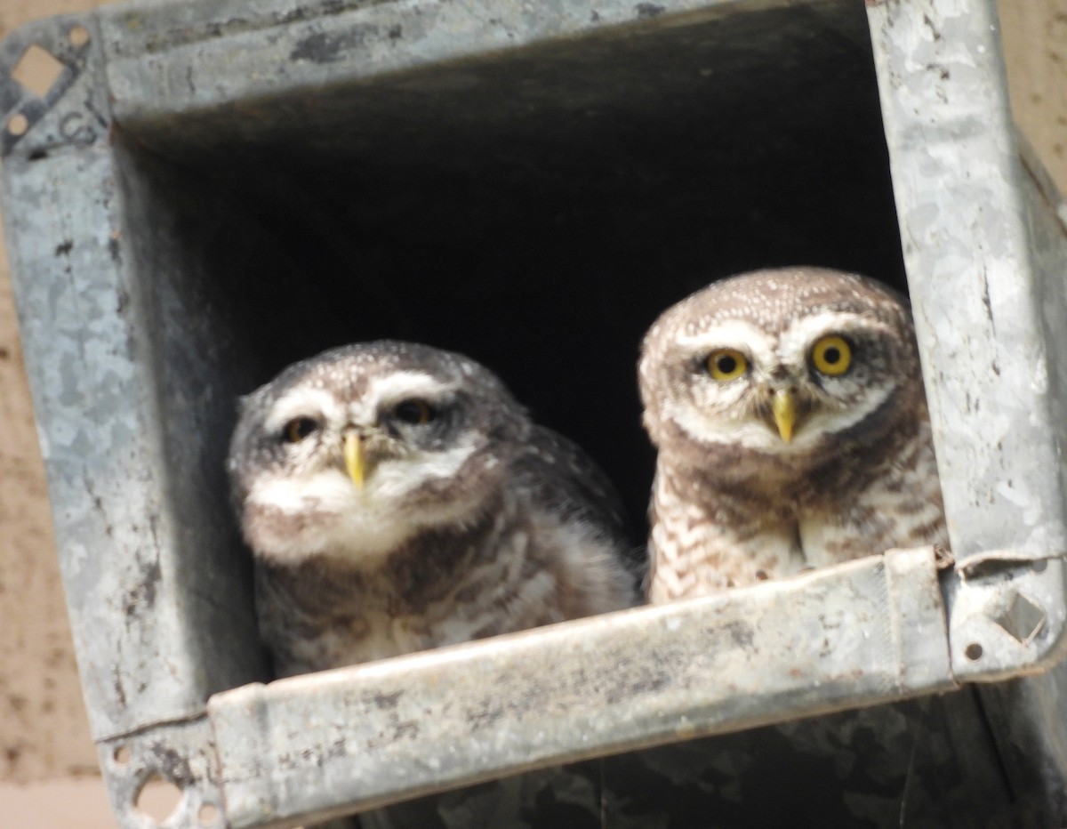 Spotted Owlet - ML646833946