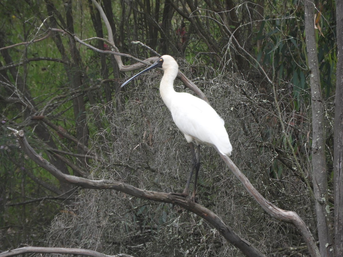 Royal Spoonbill - ML646833947