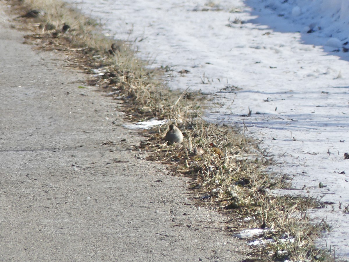 Белобровая овсянка - ML646833949