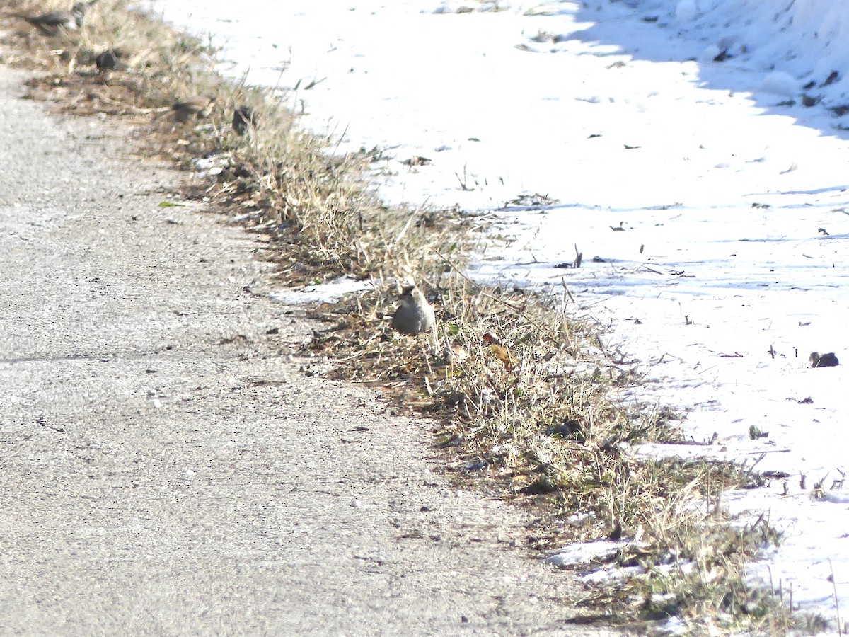 Белобровая овсянка - ML646833950