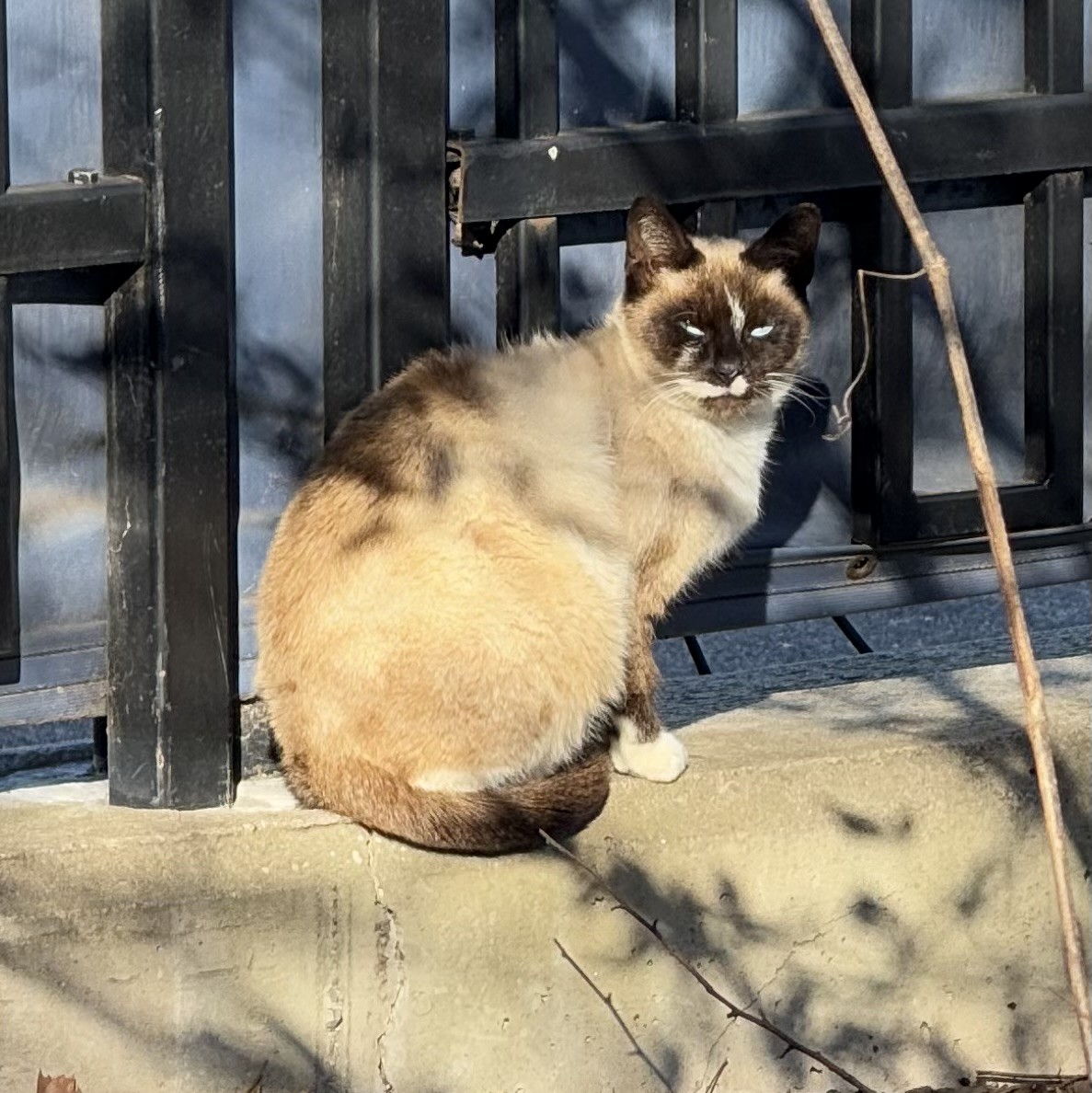 Hauskatze - ML646833951