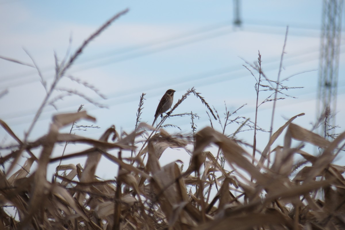 Цагаан хүзүүт хөмрөг - ML646833952