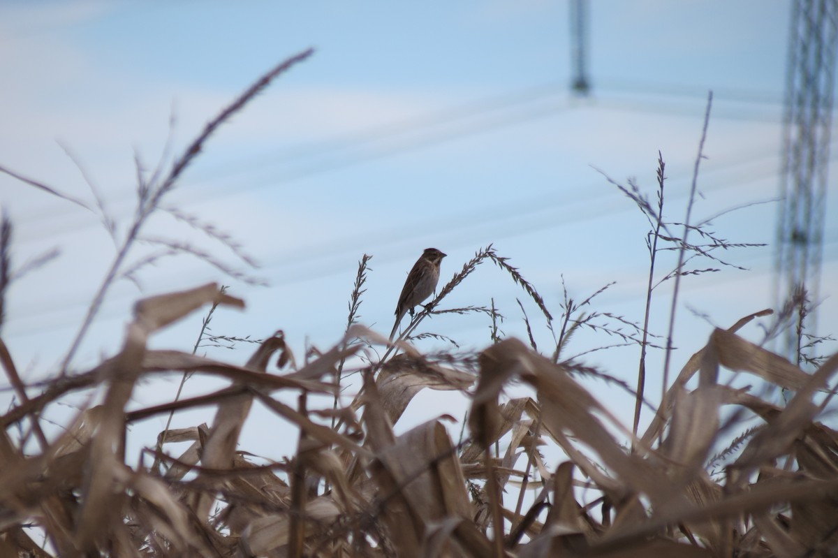 Цагаан хүзүүт хөмрөг - ML646833953