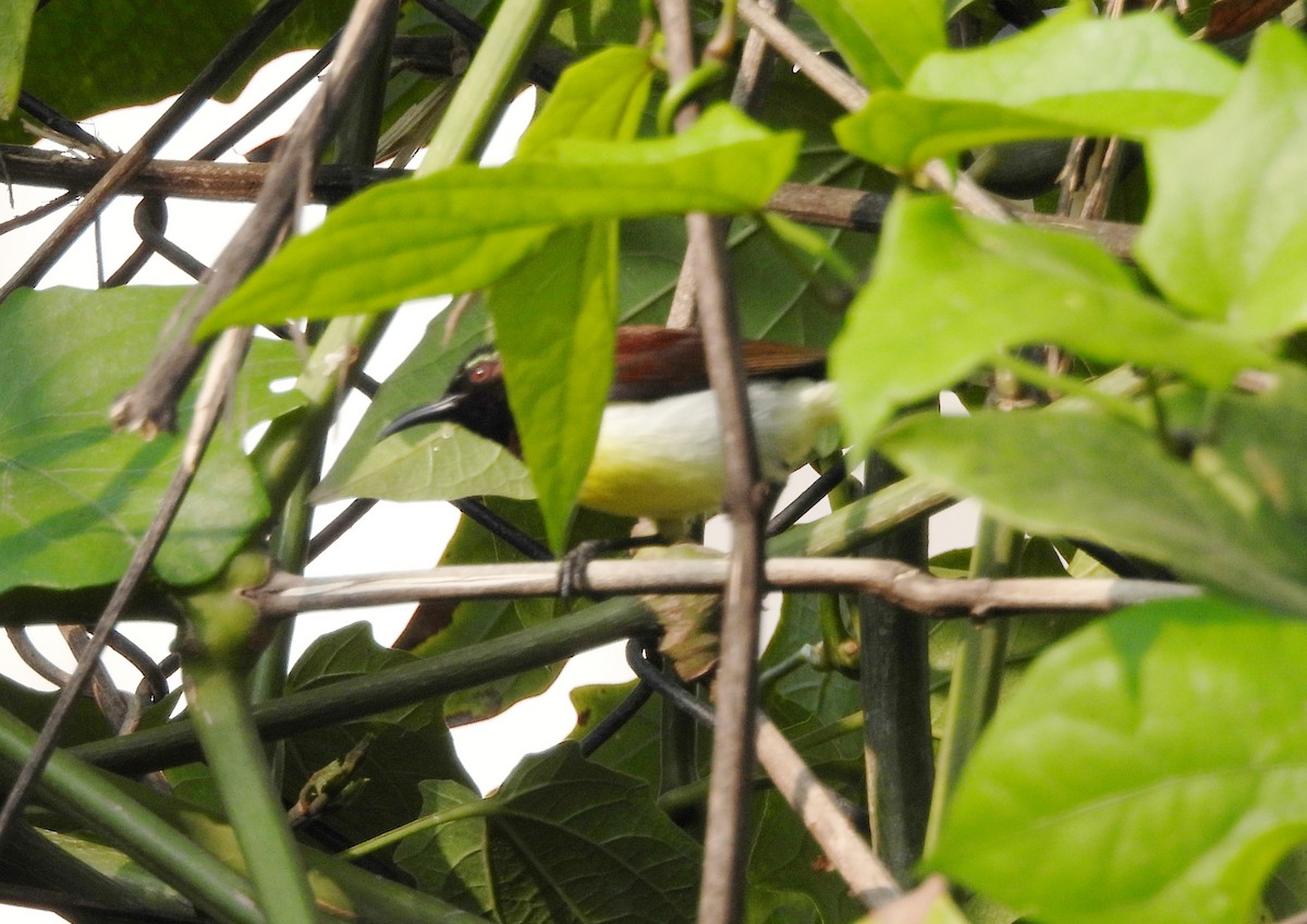 Purple-rumped Sunbird - ML646833954