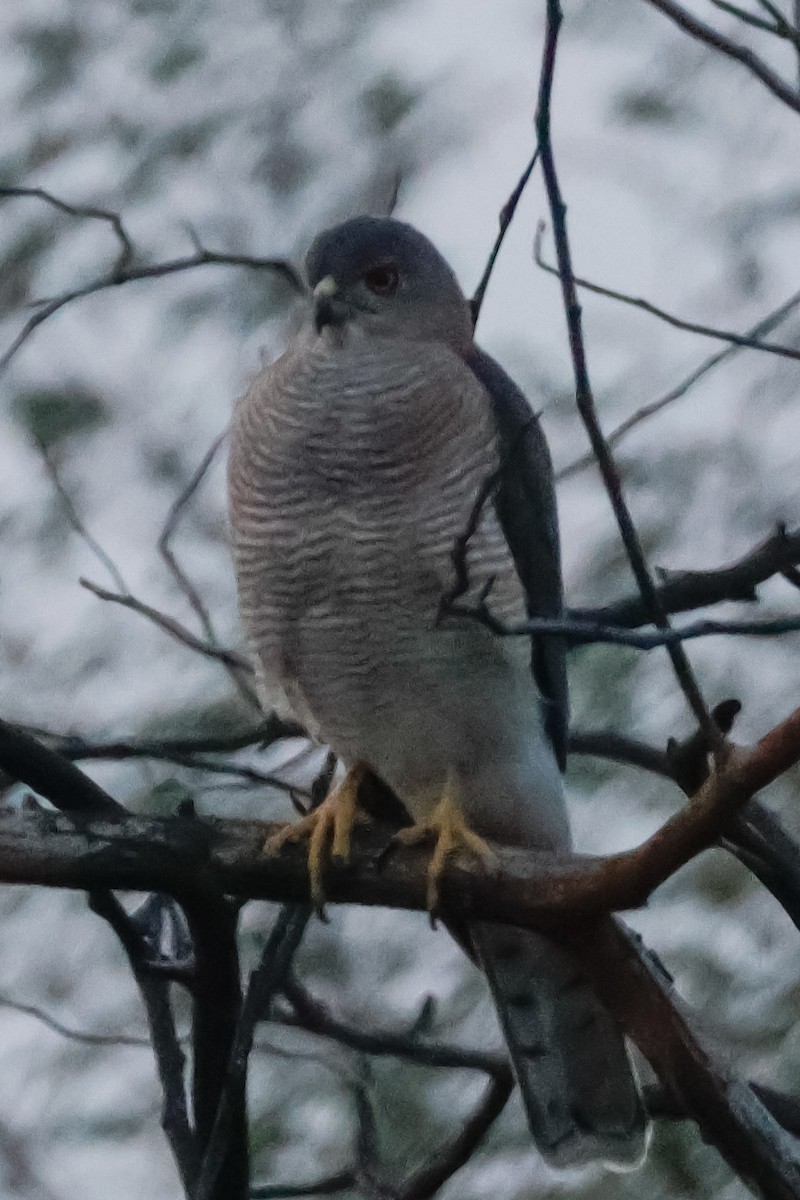 Shikra - ML646833958