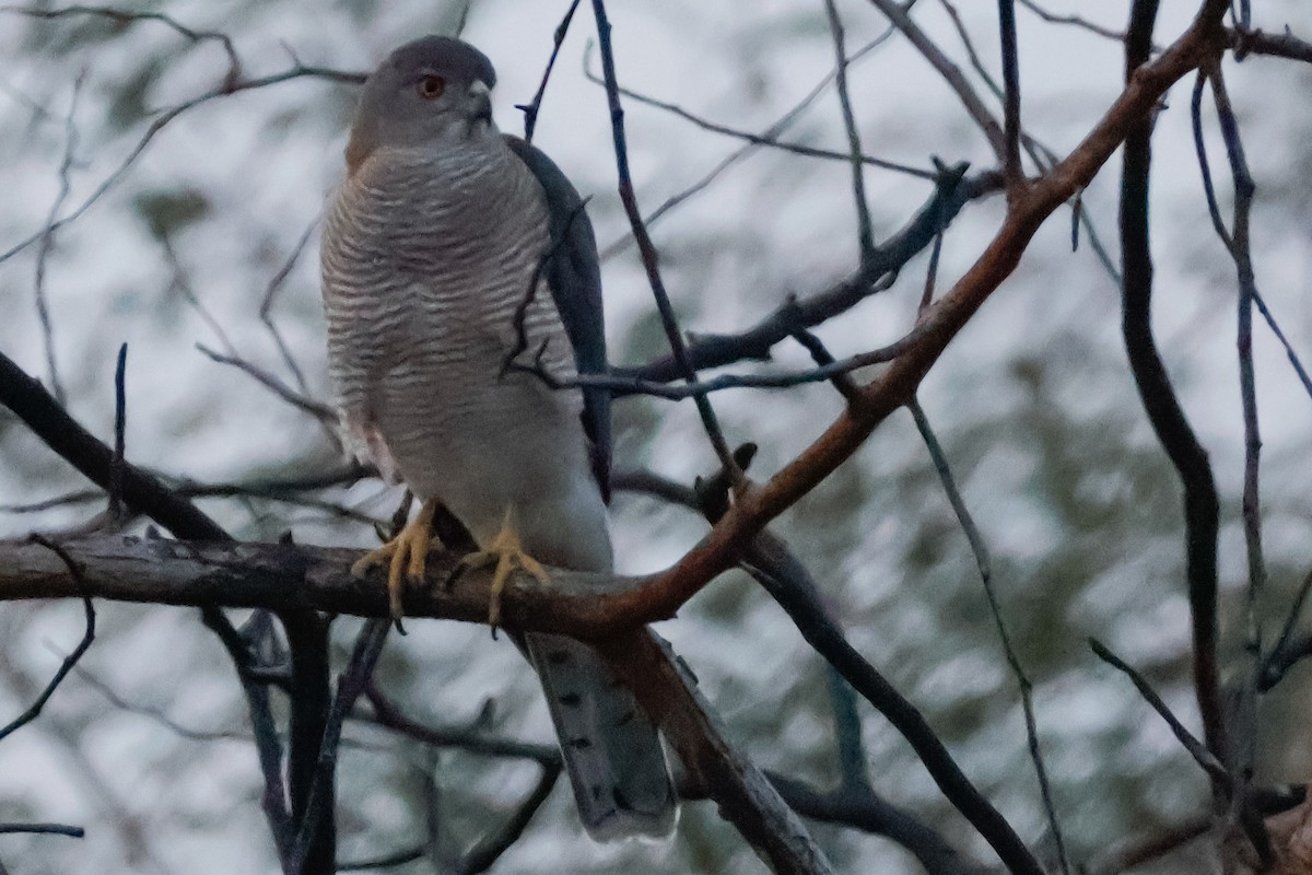 Shikra - ML646833959