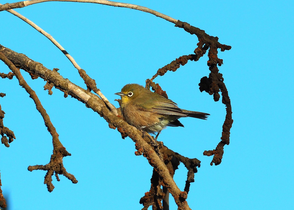 Orange River White-eye - ML646833960