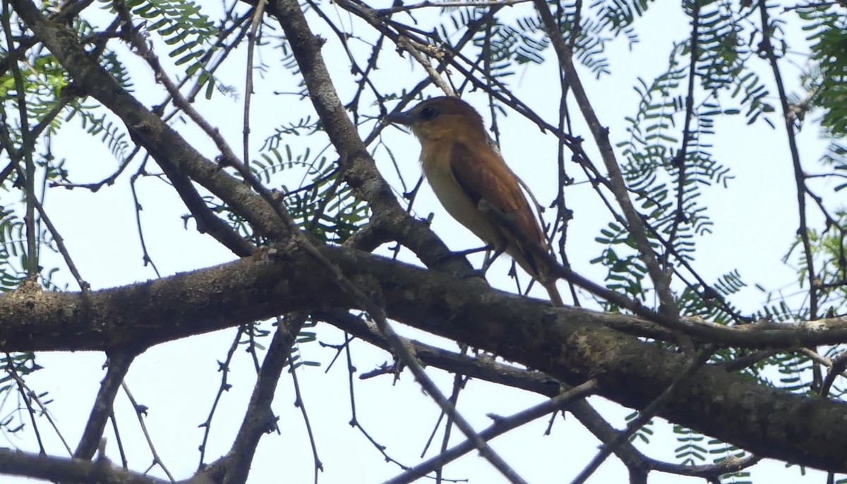 One-colored Becard - ML646833961