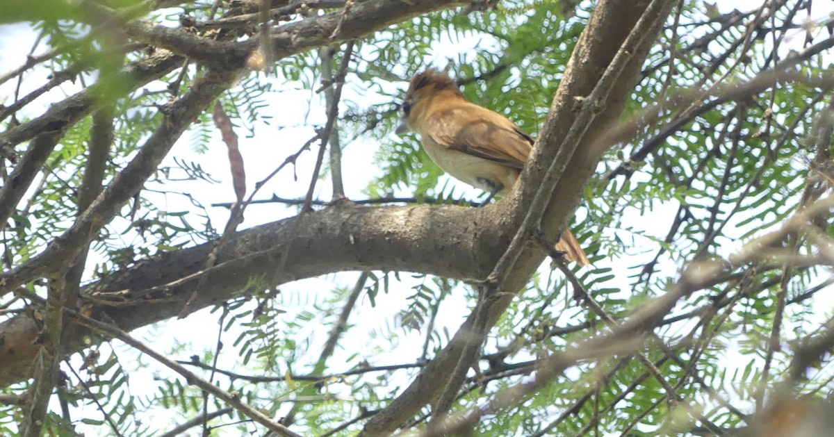 One-colored Becard - ML646833962