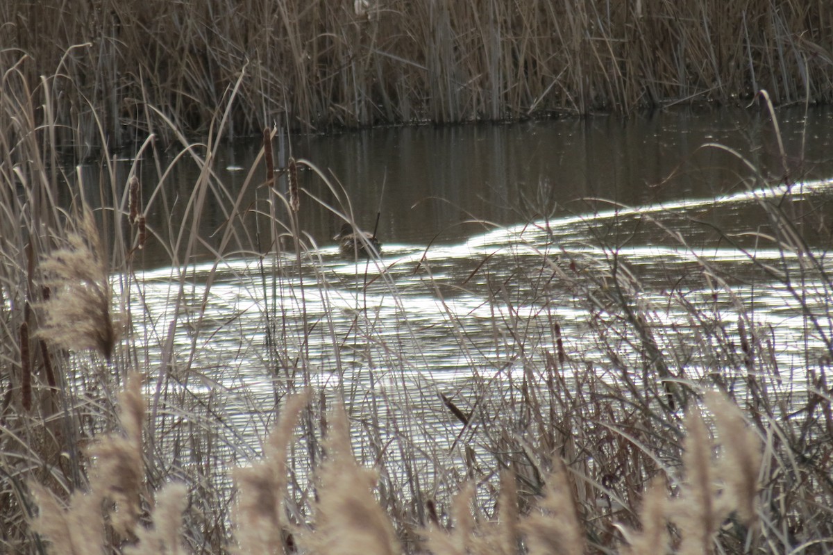 Зэрлэг нугас - ML646833963